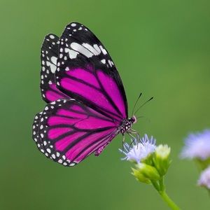 Meet your Posher, Dana